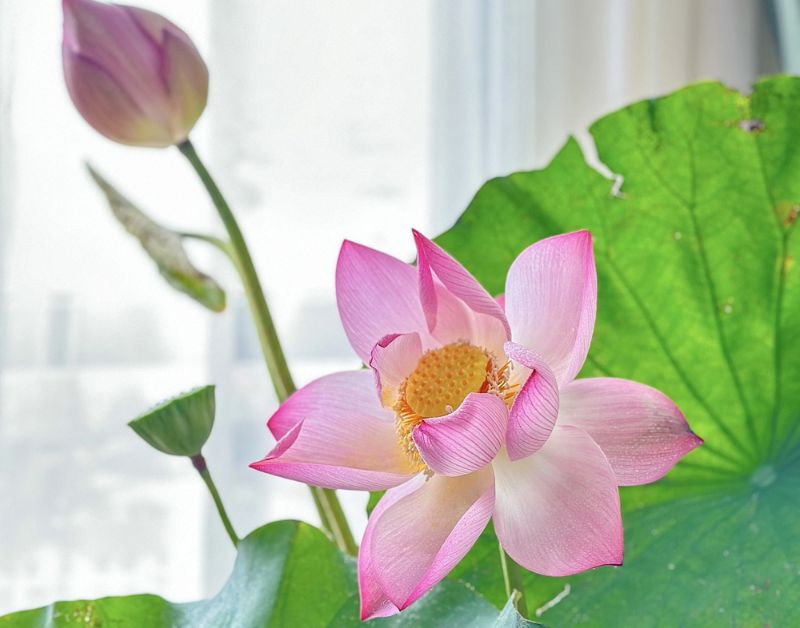 Hướng dẫn chọn bình cắm hoa sen và bí kíp giúp hoa tươi lâu